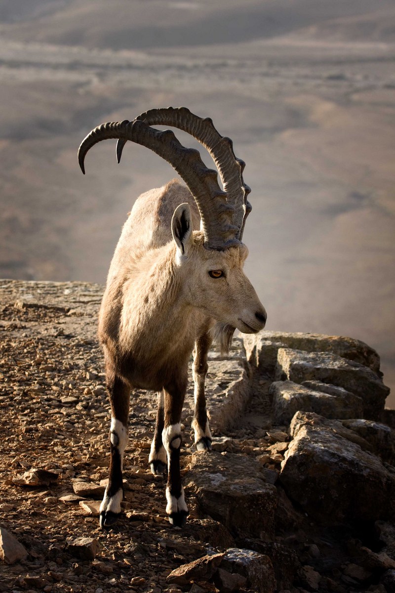 Israeli Ibex