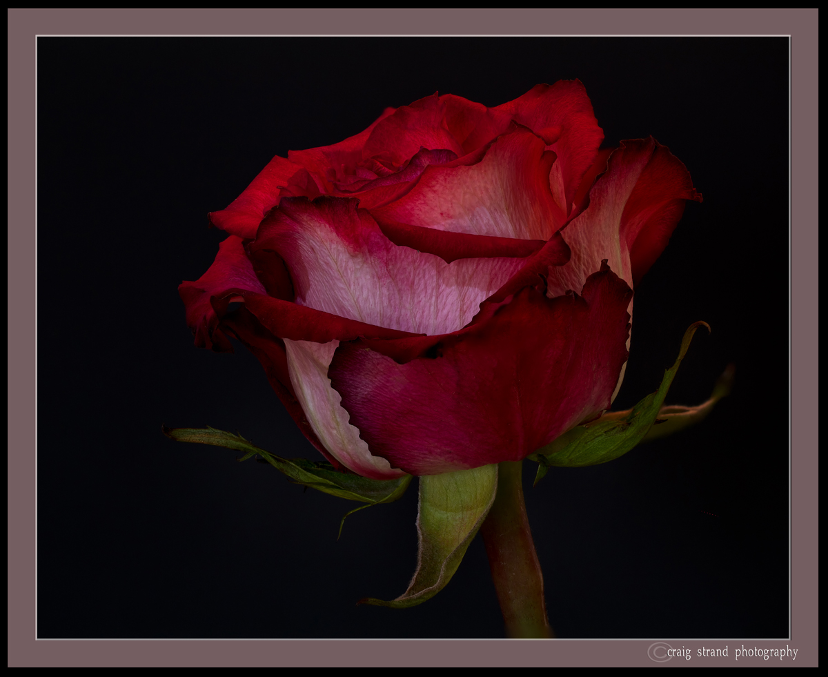 Winter Rain #2