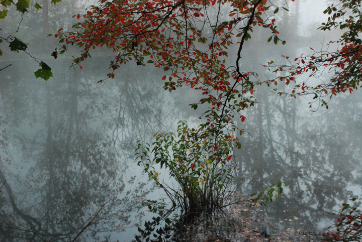 ponds edge