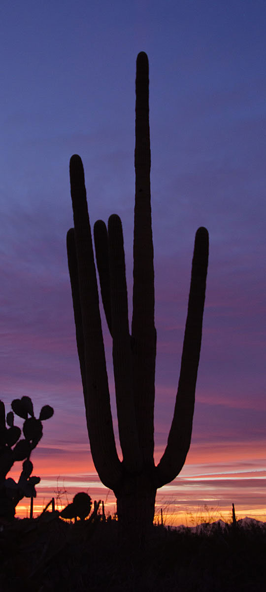 Saguaro Silhouette