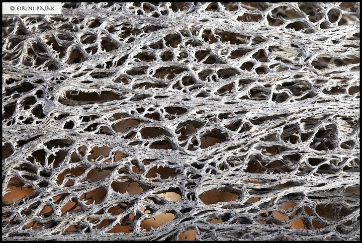 Cactus Skeleton