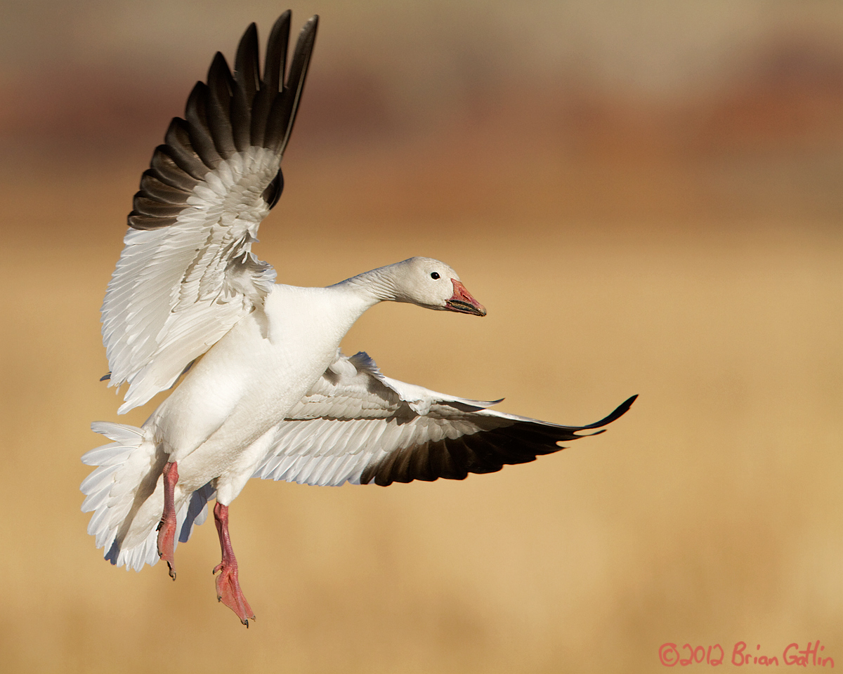 Bosque Goose+REPOST
