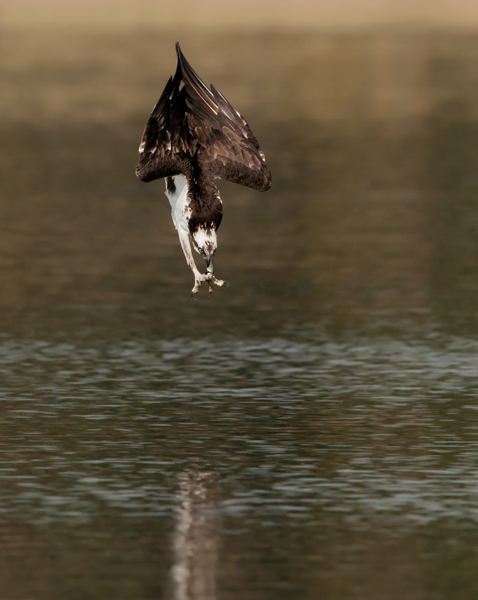 Osprey Dive Series (3)