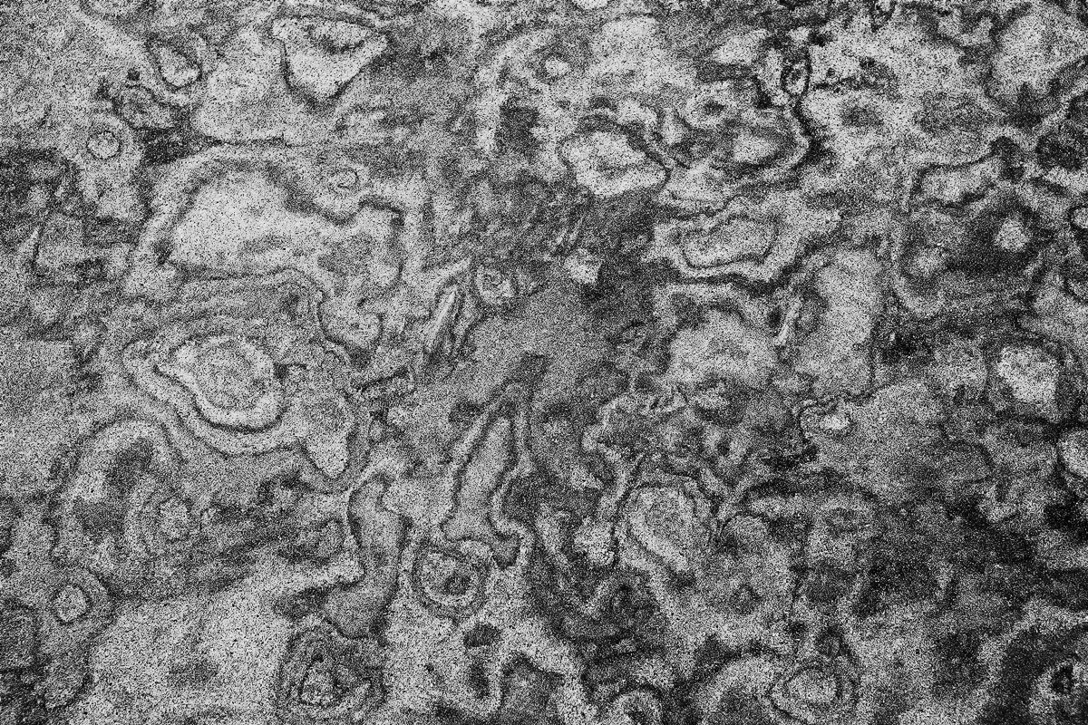 Protoplasm