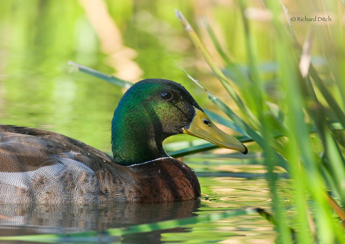 Mallard