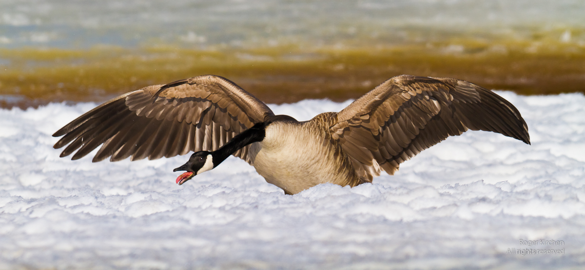 Belly Flop