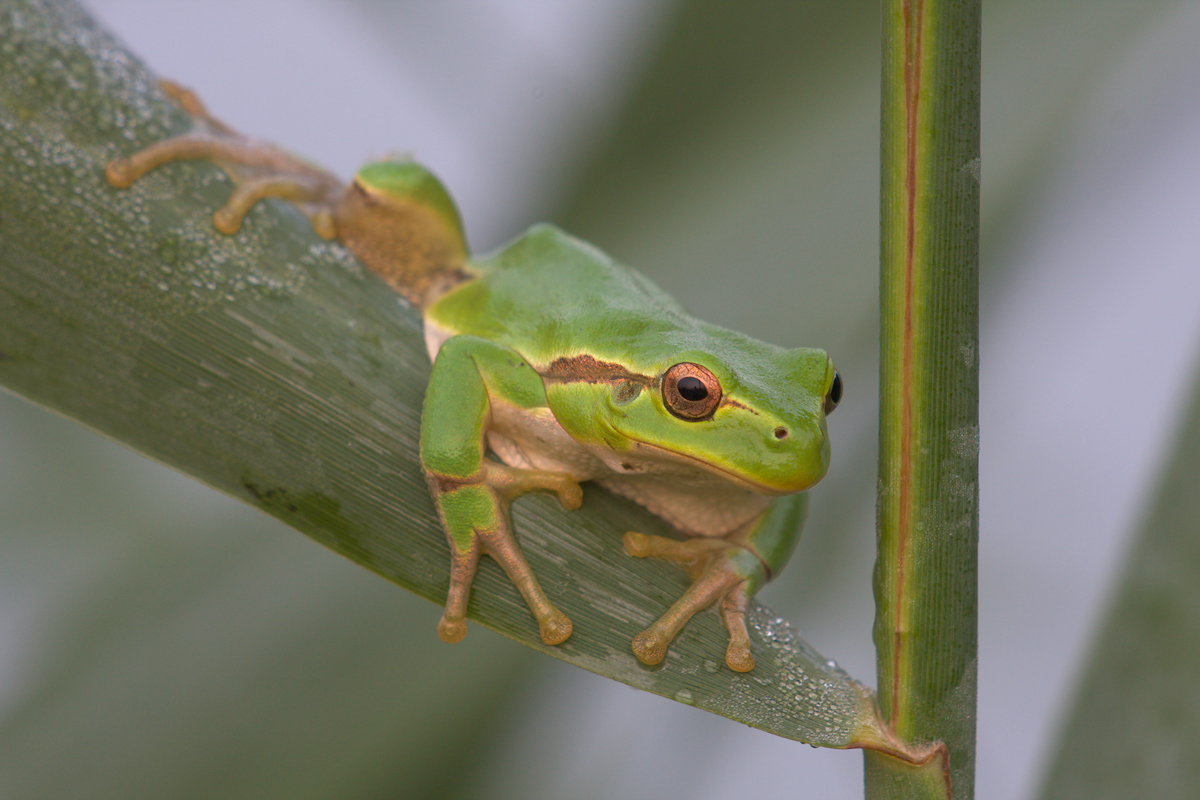 Hyla arborea