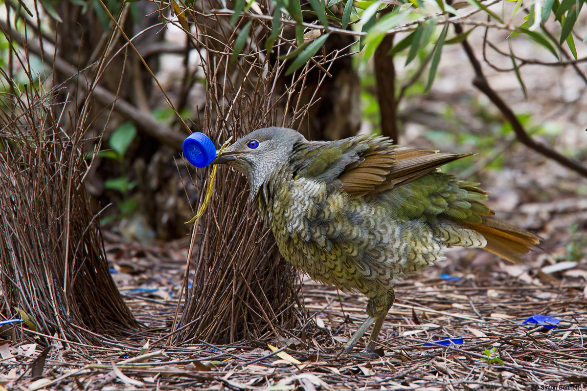 Satin Bowerbird