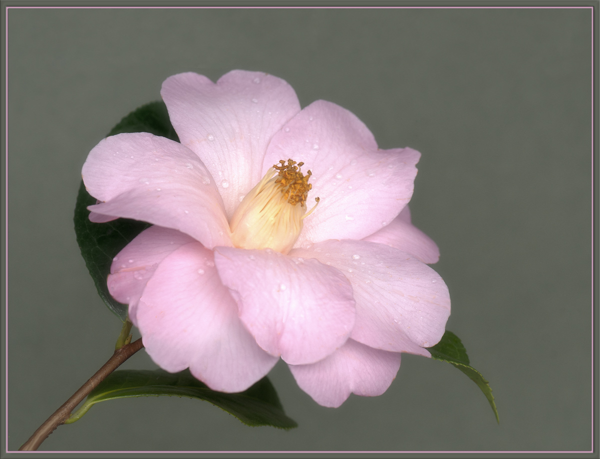First Camellia