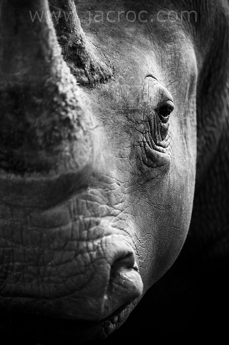 Rhinoceros