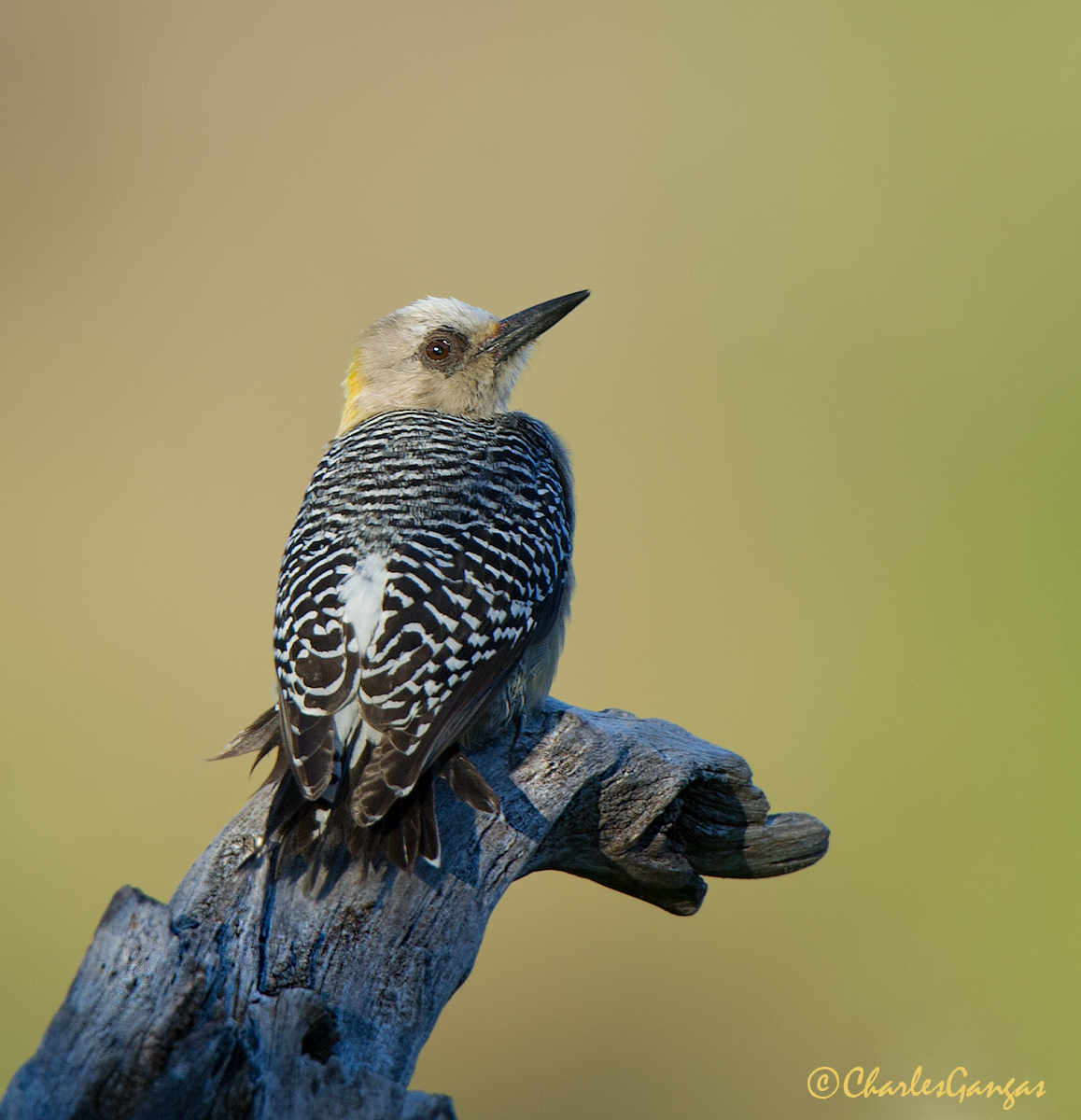 Hoffmann's Woodpecker