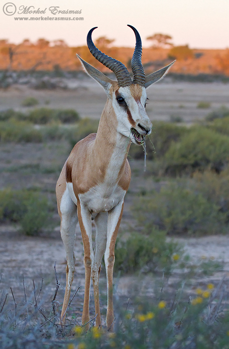 Chilled Springbok Vibes