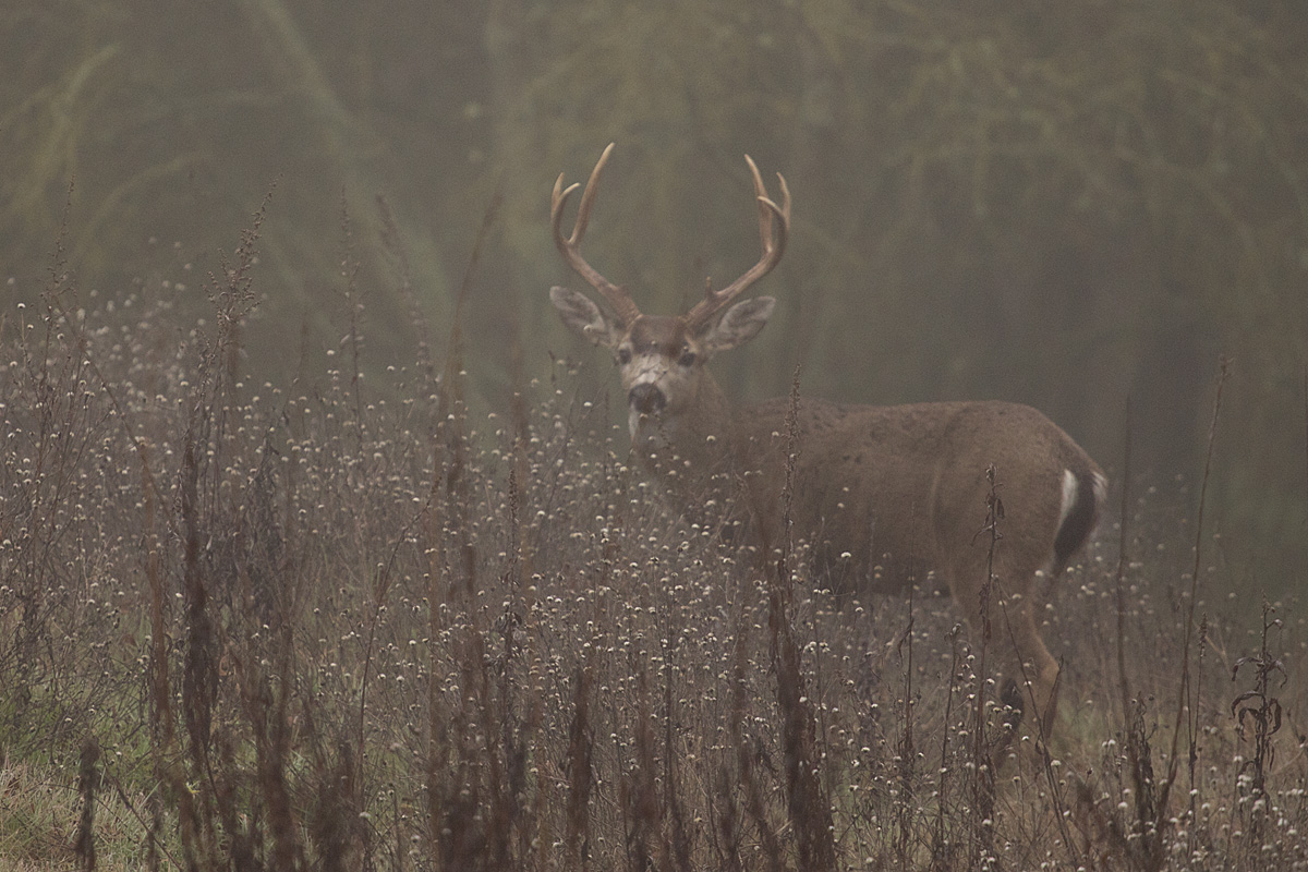 Foggy Morning Buck