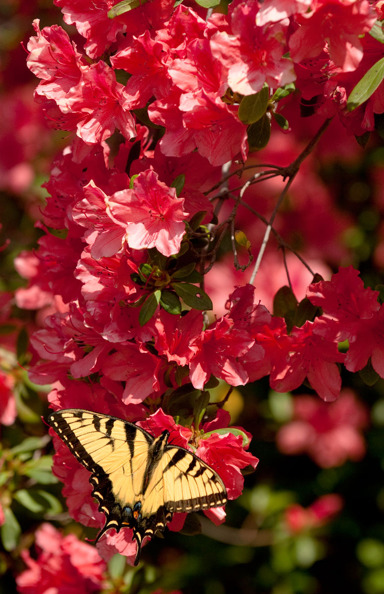A Butterfly Day