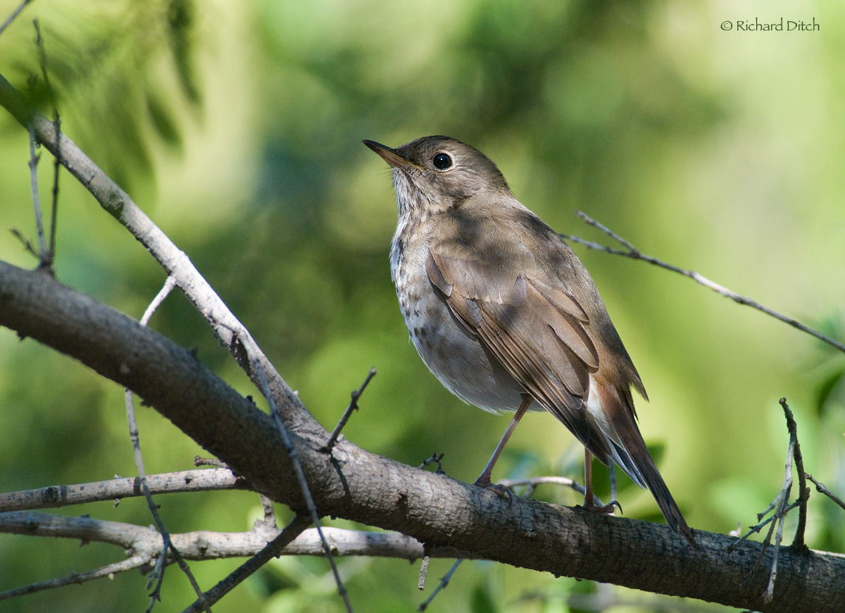 Hermit Thrush