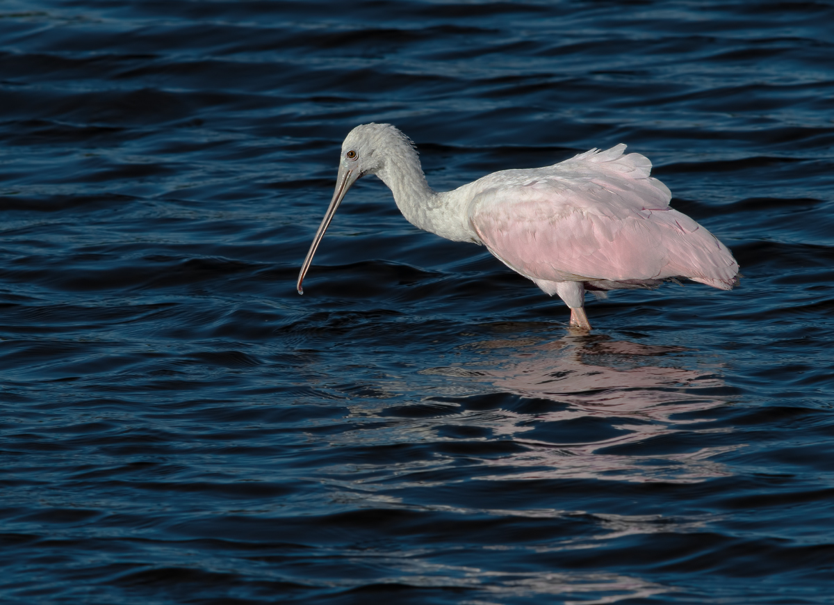 Jv. Roseate Spoonbill + RP