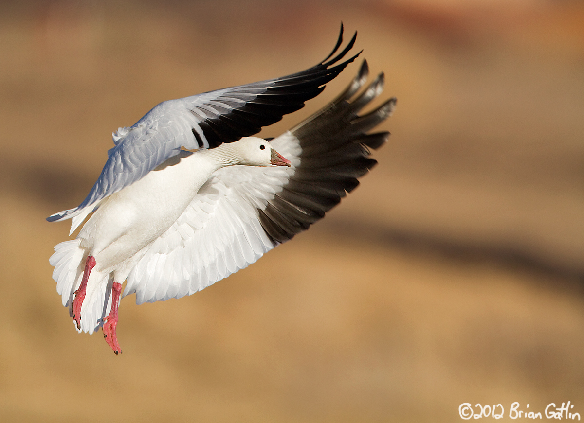 Another Bosque Landing