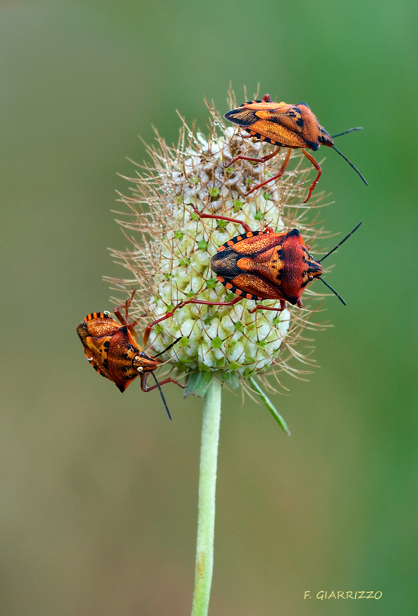 Shield bugs