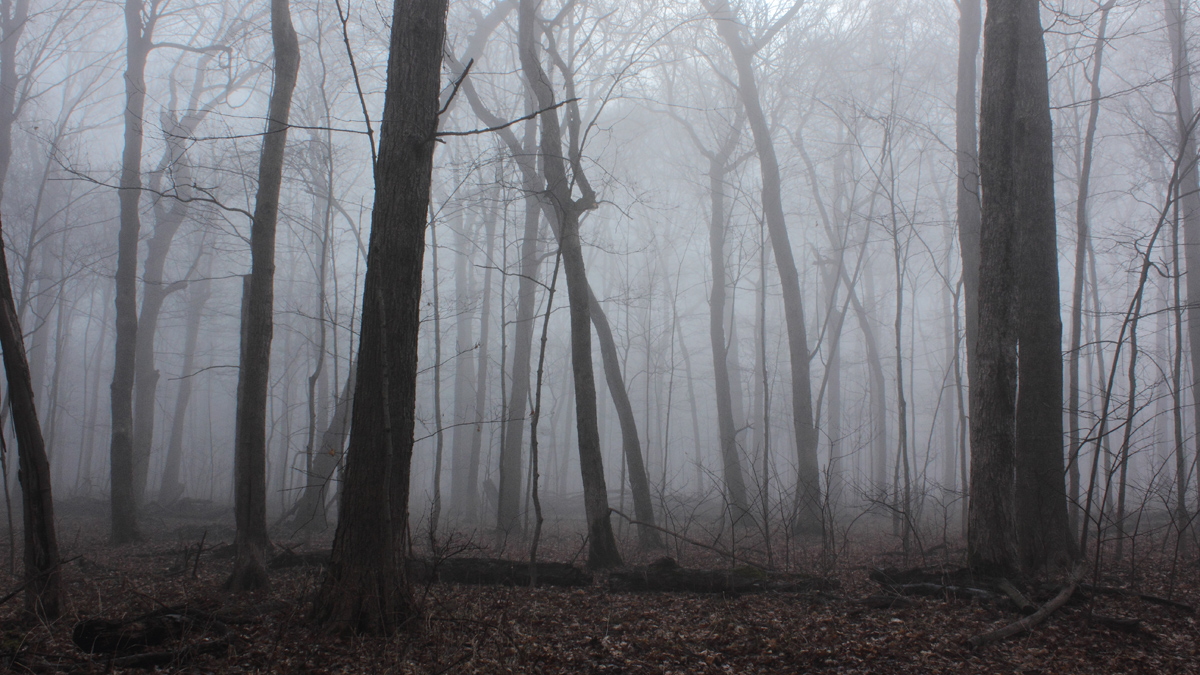 Foggy Grove