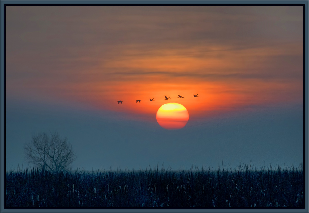 Sandhill Sunrise