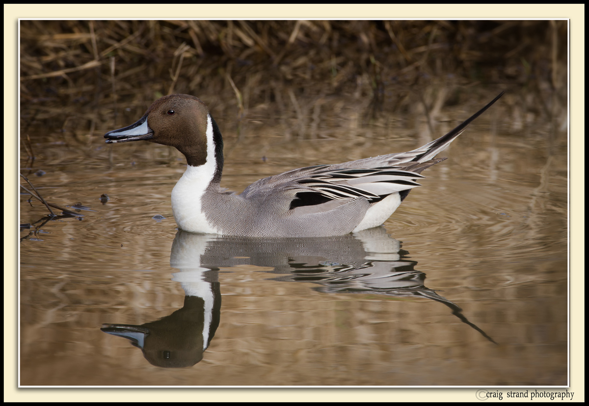 Pintails Classic Pose