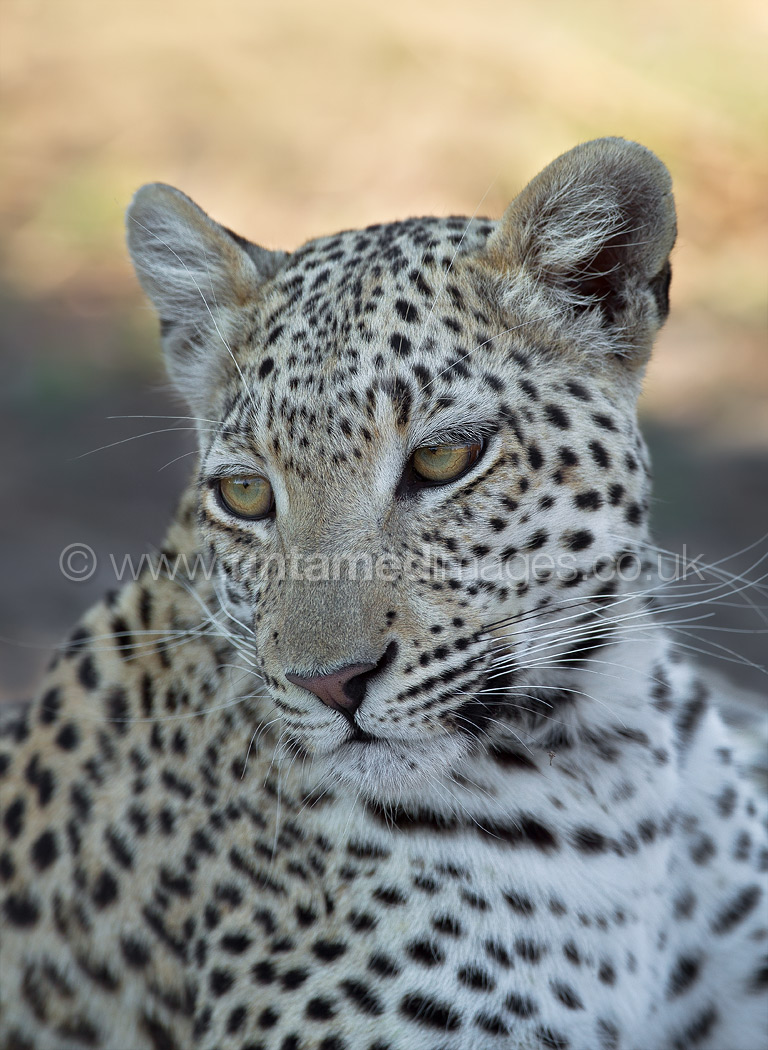 Female Leopard
