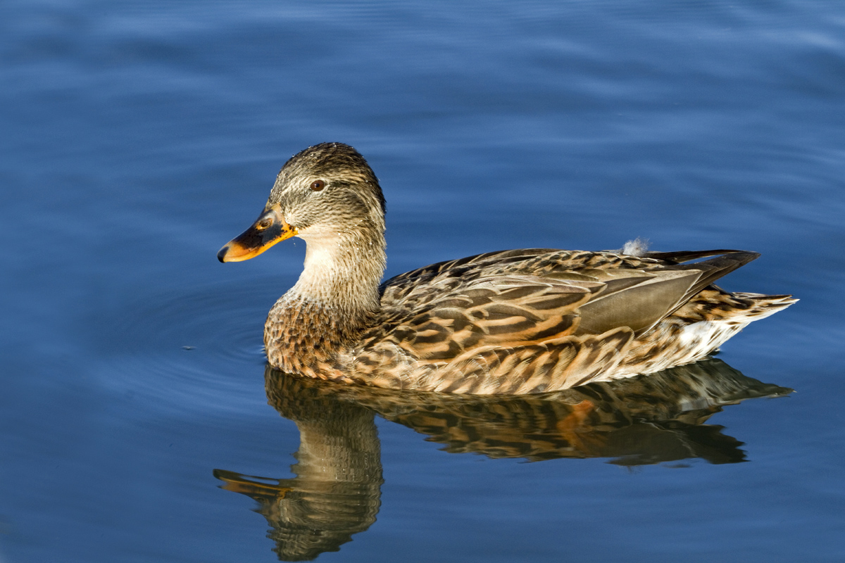 Mallard Hen 