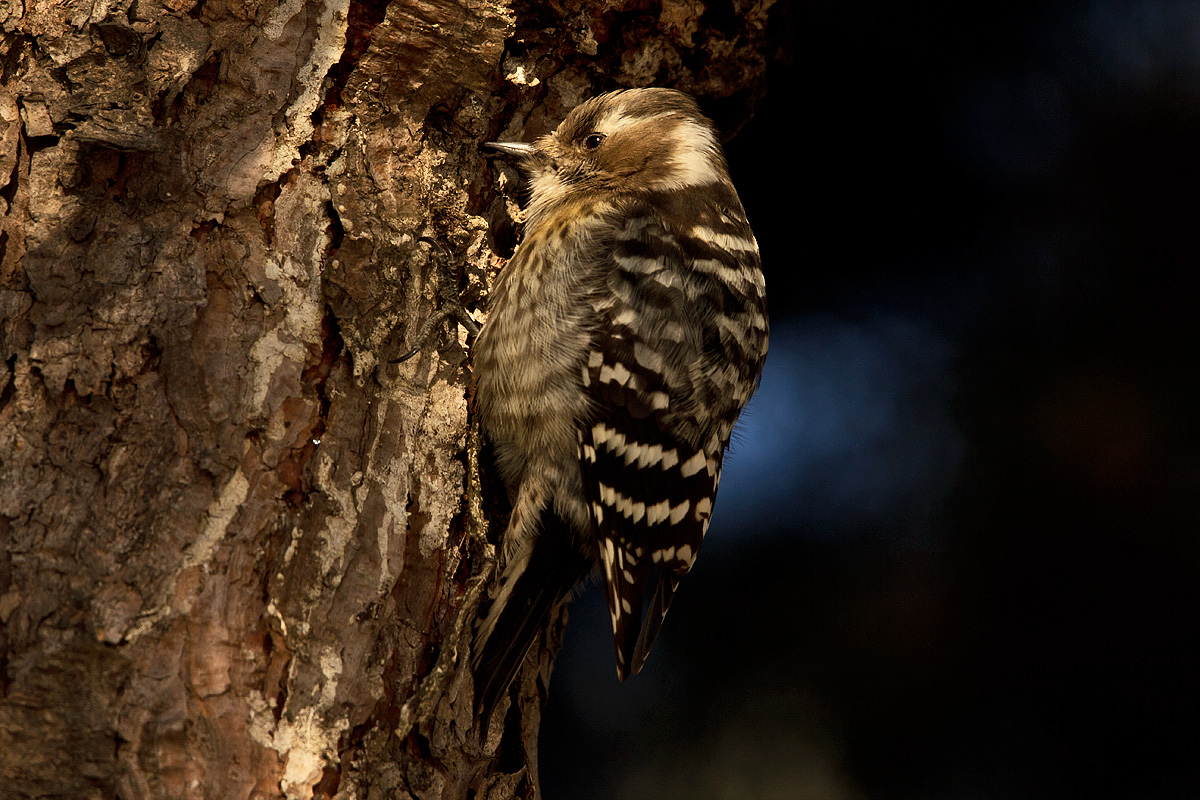 Grey-capped Woodpecker