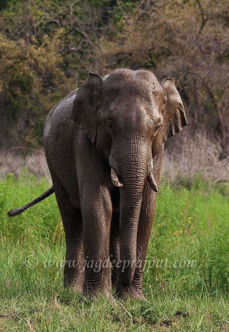 Indian Elephant