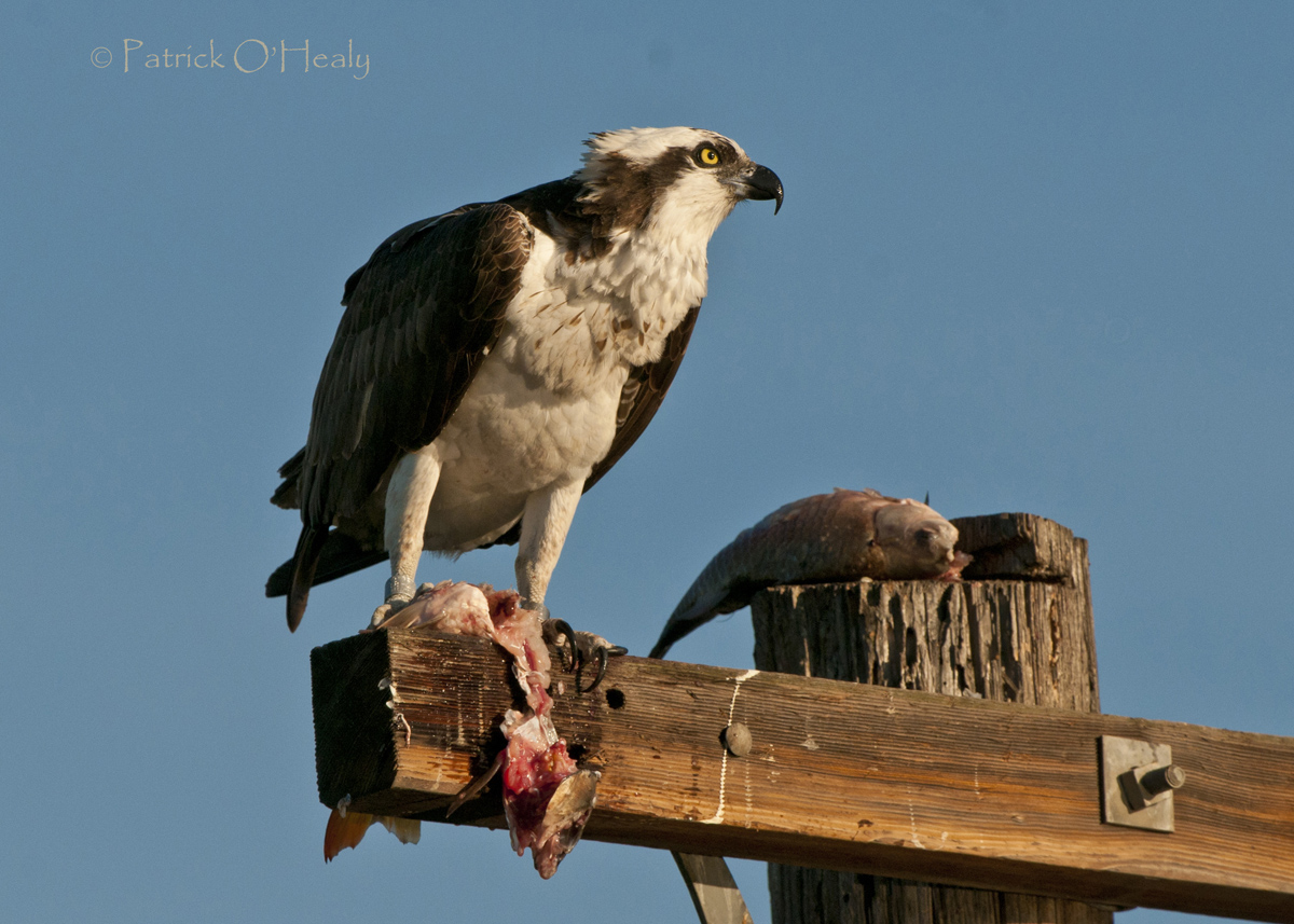 Osprey Breakfast