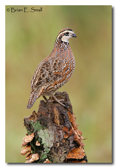 Northern Bobwhite