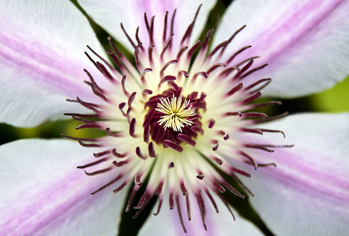 Clematis + Repost