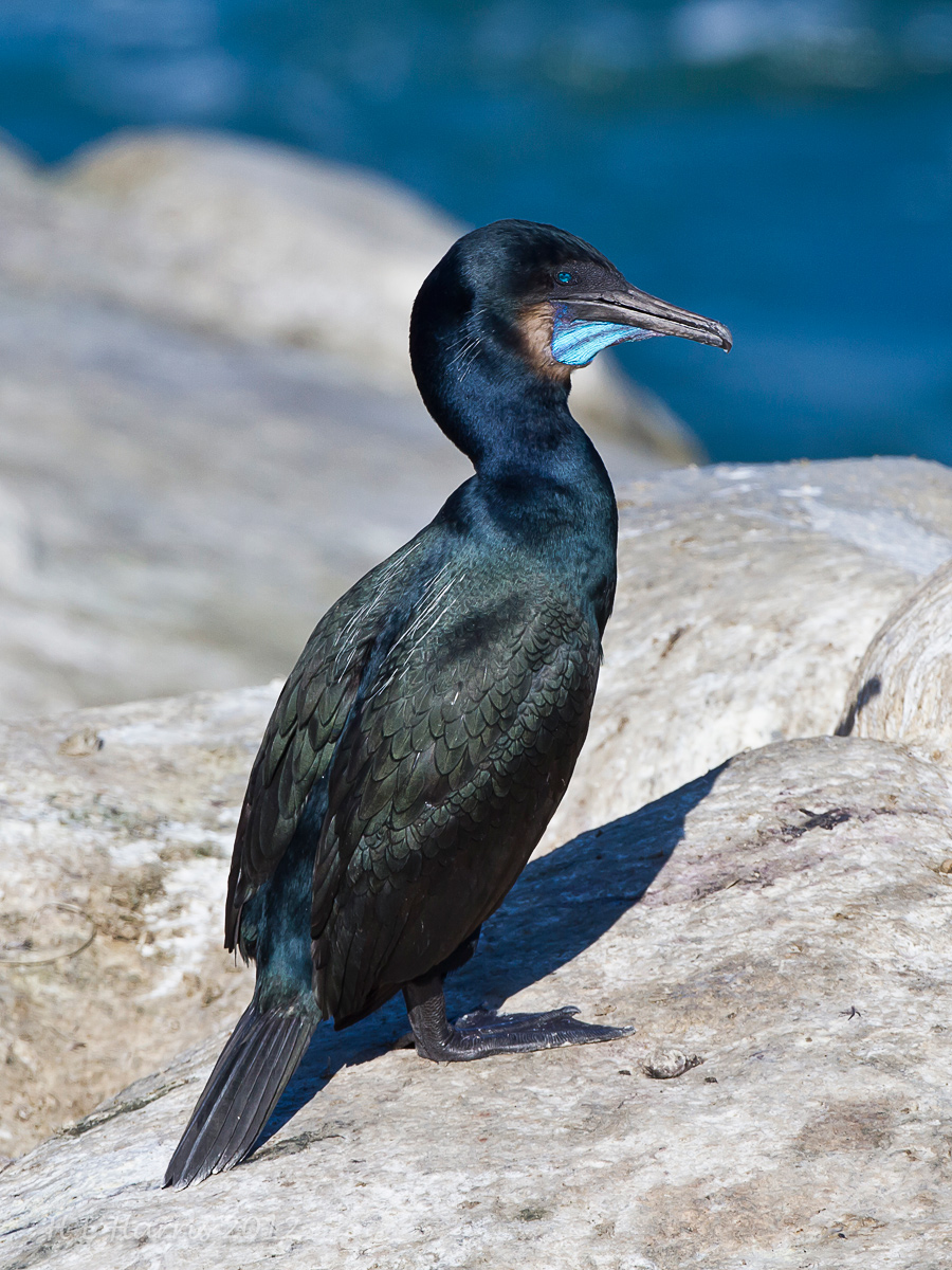 Brandt's Cormorant