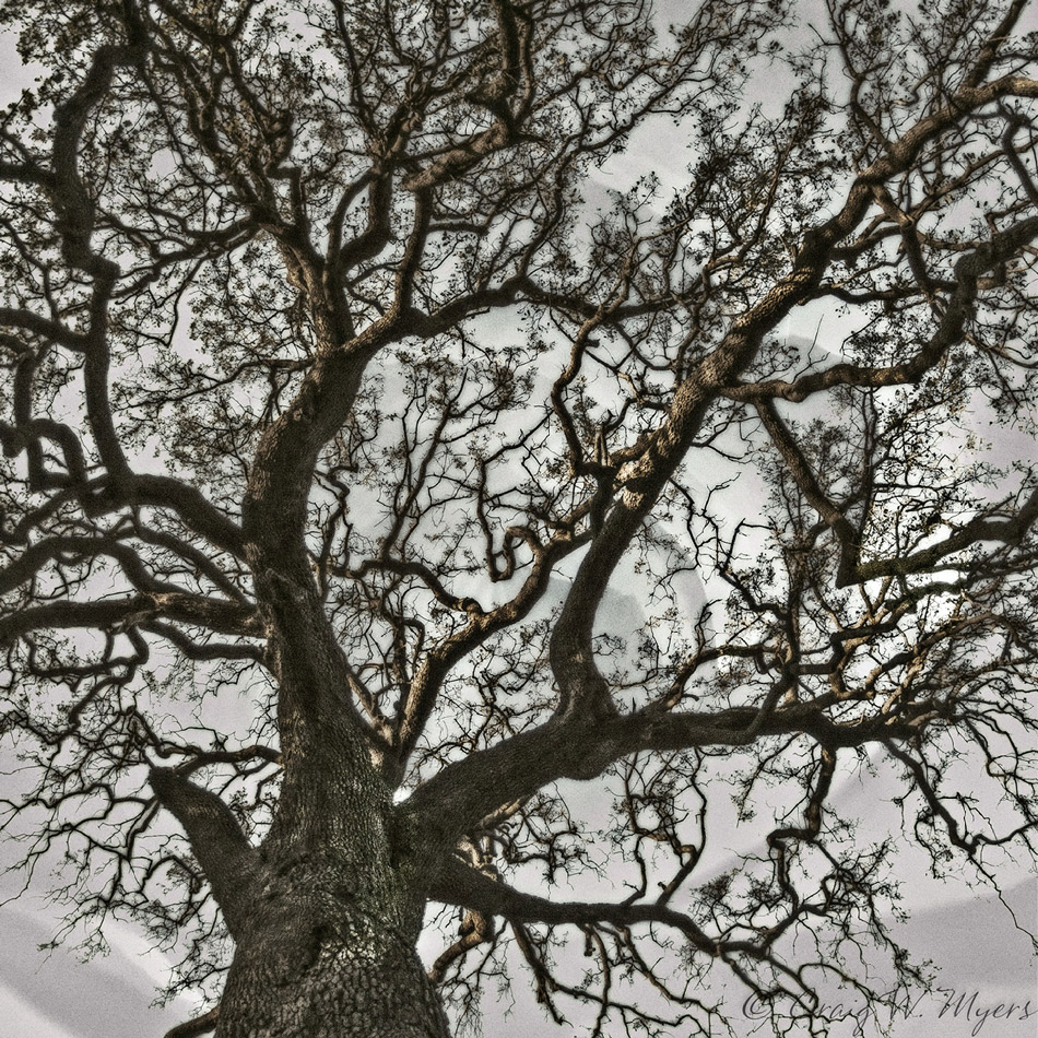 Oak & White Rose Sky