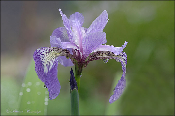 Rainy Day Iris