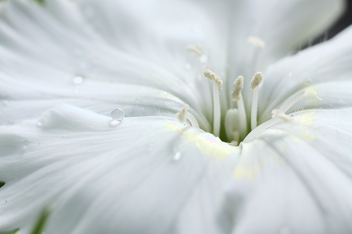 Lonely Drop