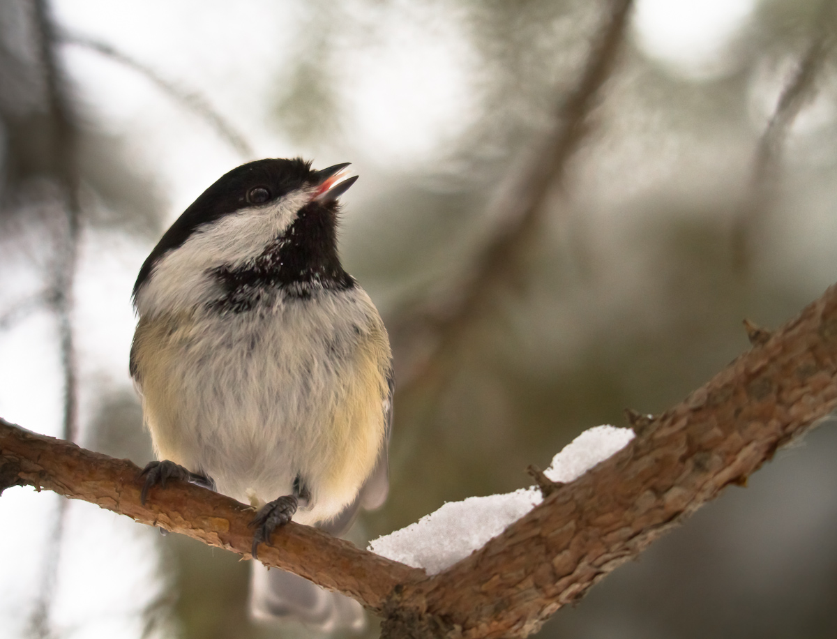 Singing Chickadee (+ Repost)