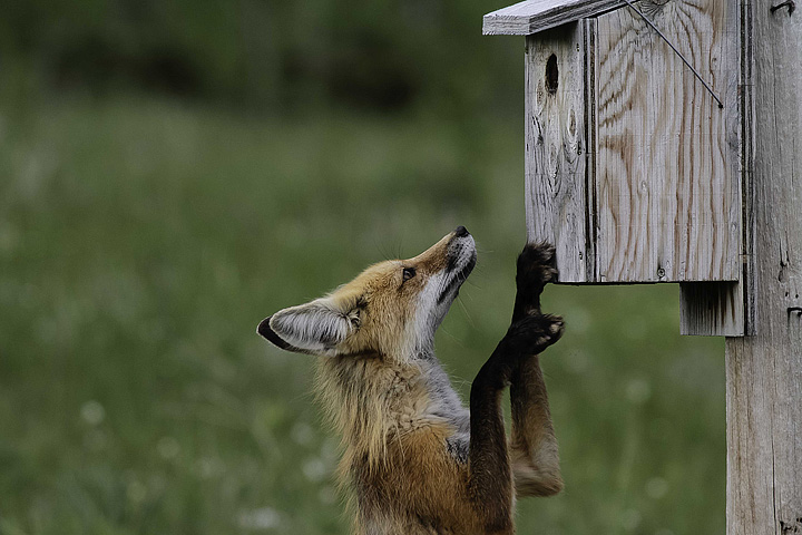 Avon Calling