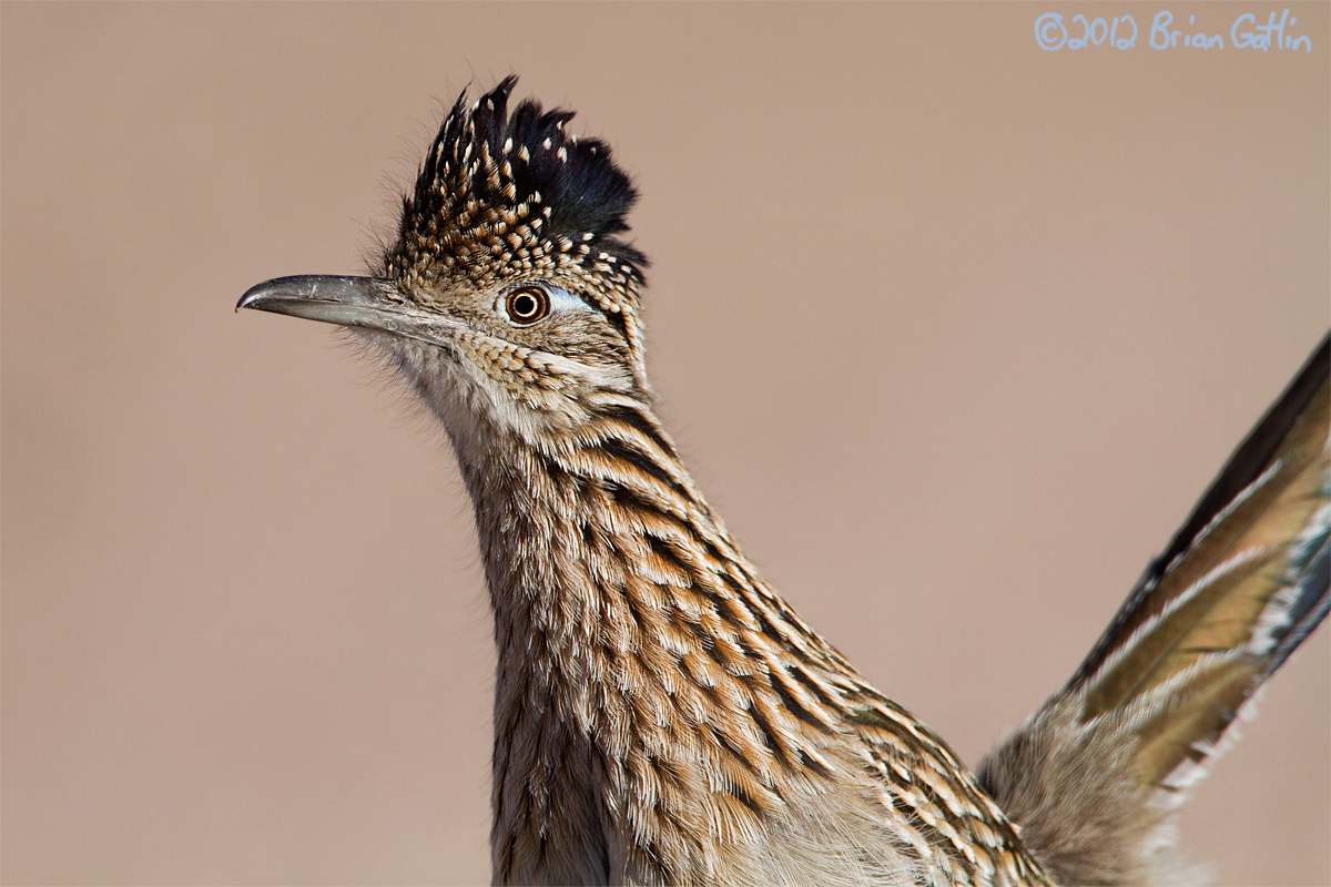 Greater Roadrunner