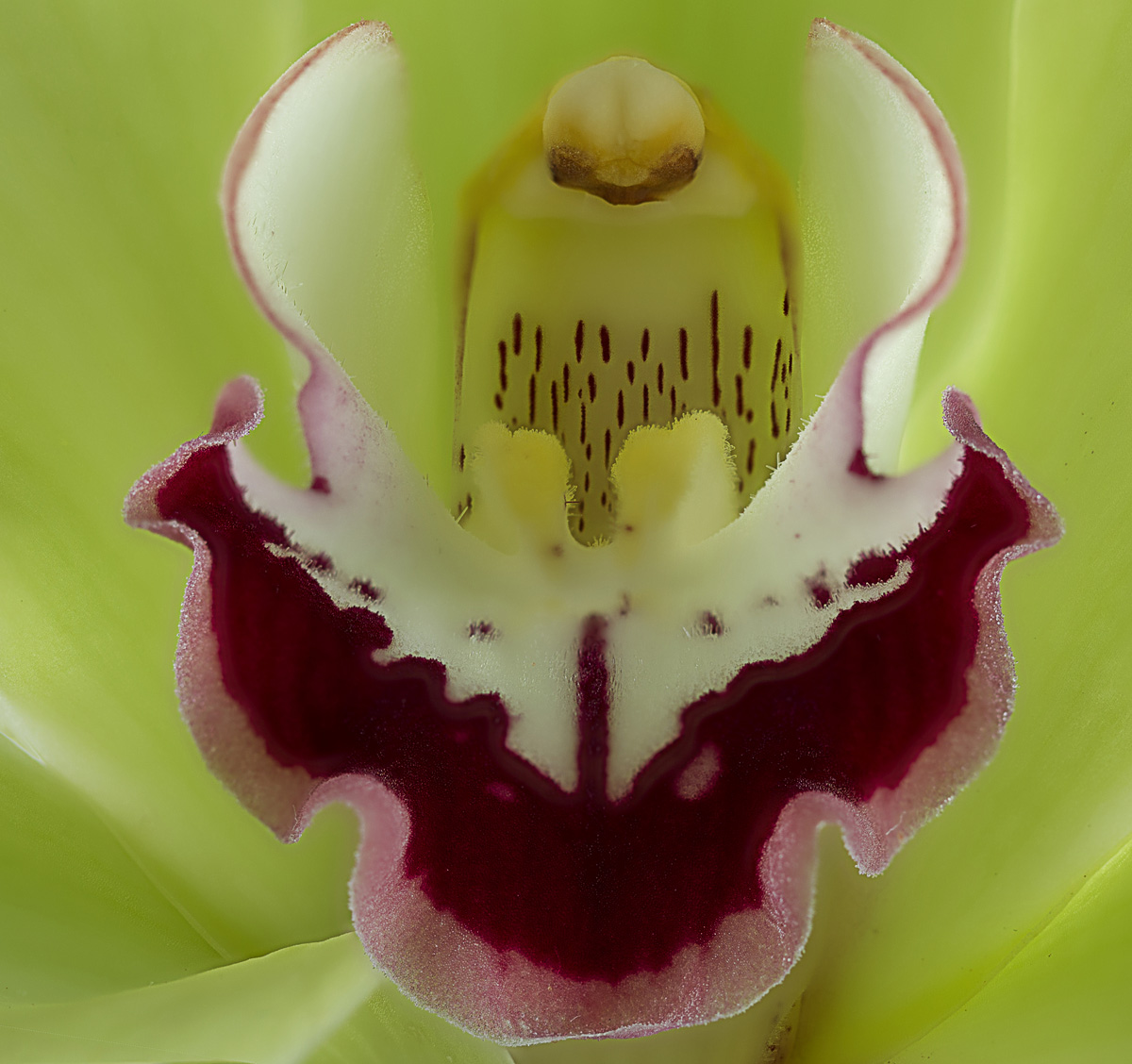 Orchid