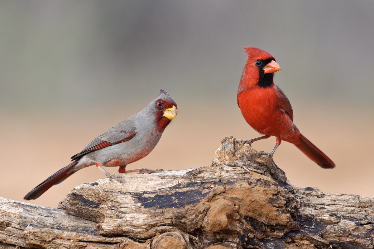 Pyrrhuloxia and Cardinal