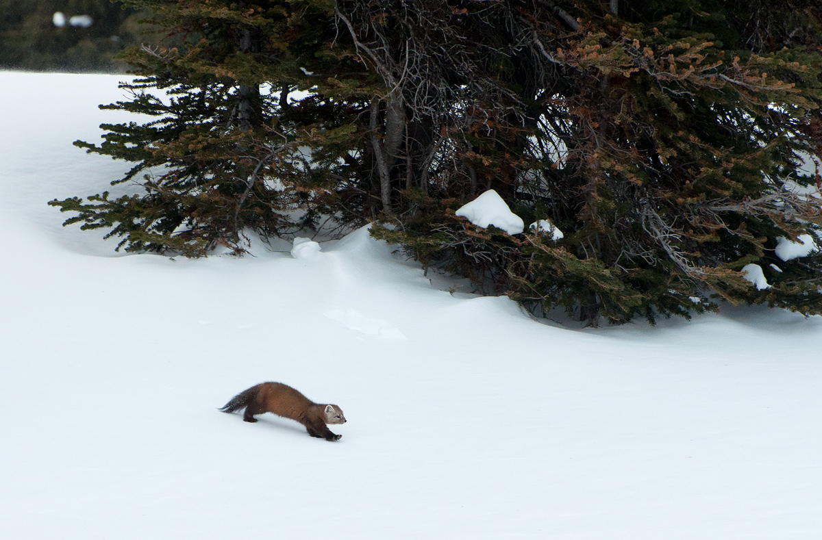 Marten on snow