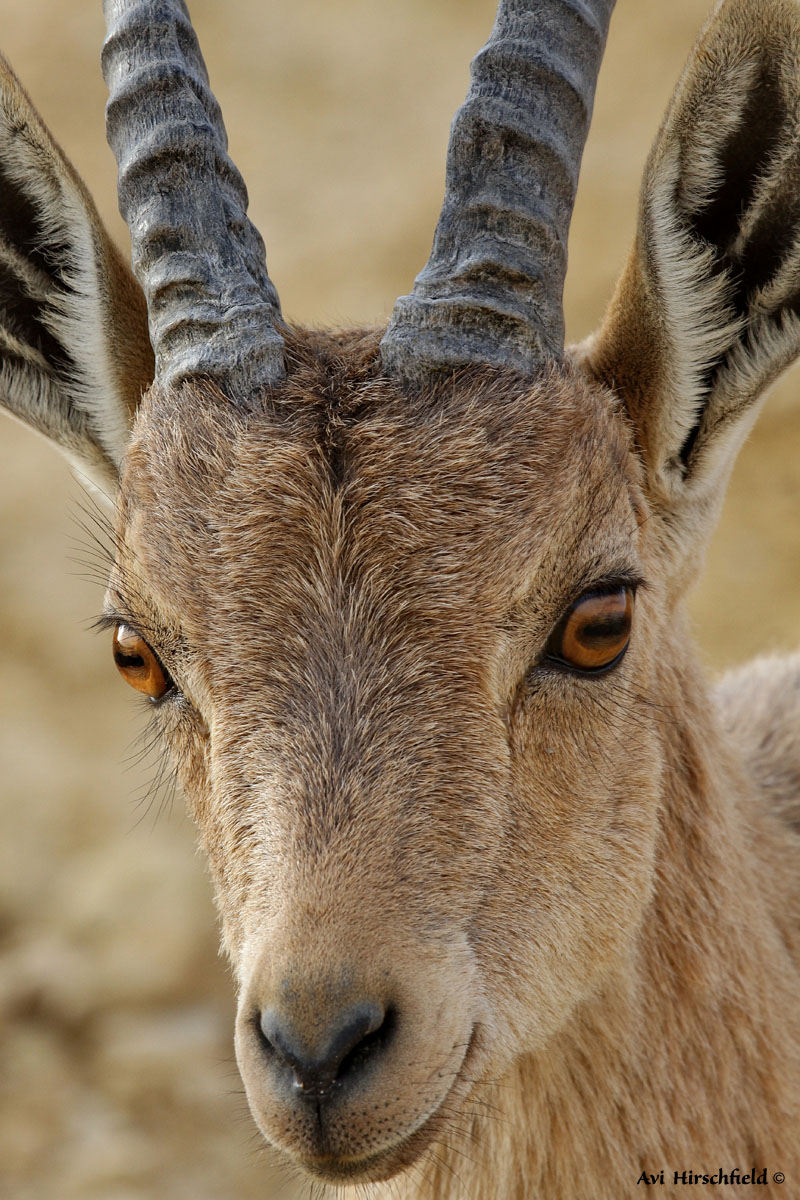    Ibex