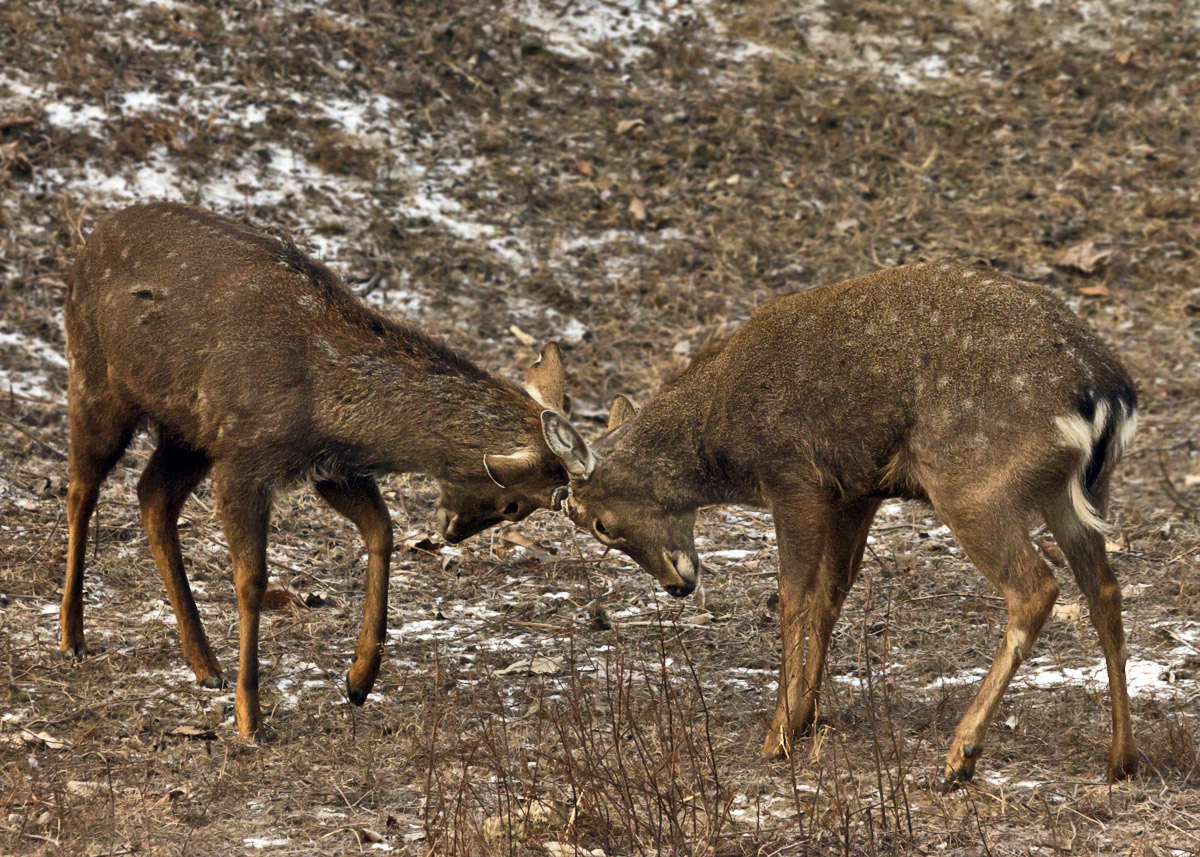 Sparing Sika