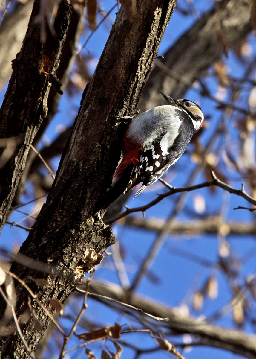 Great Spotted Woodpecker