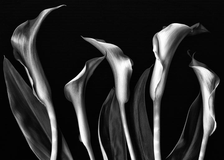Calla Row