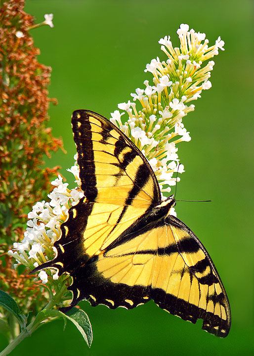 Tiger swallowtail