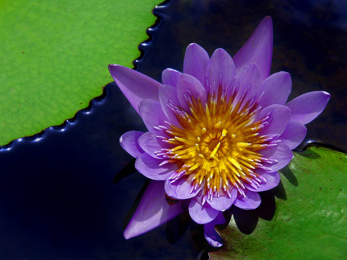 Water lily