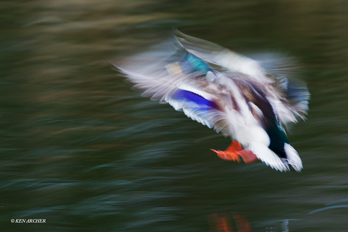 Mallard in motion