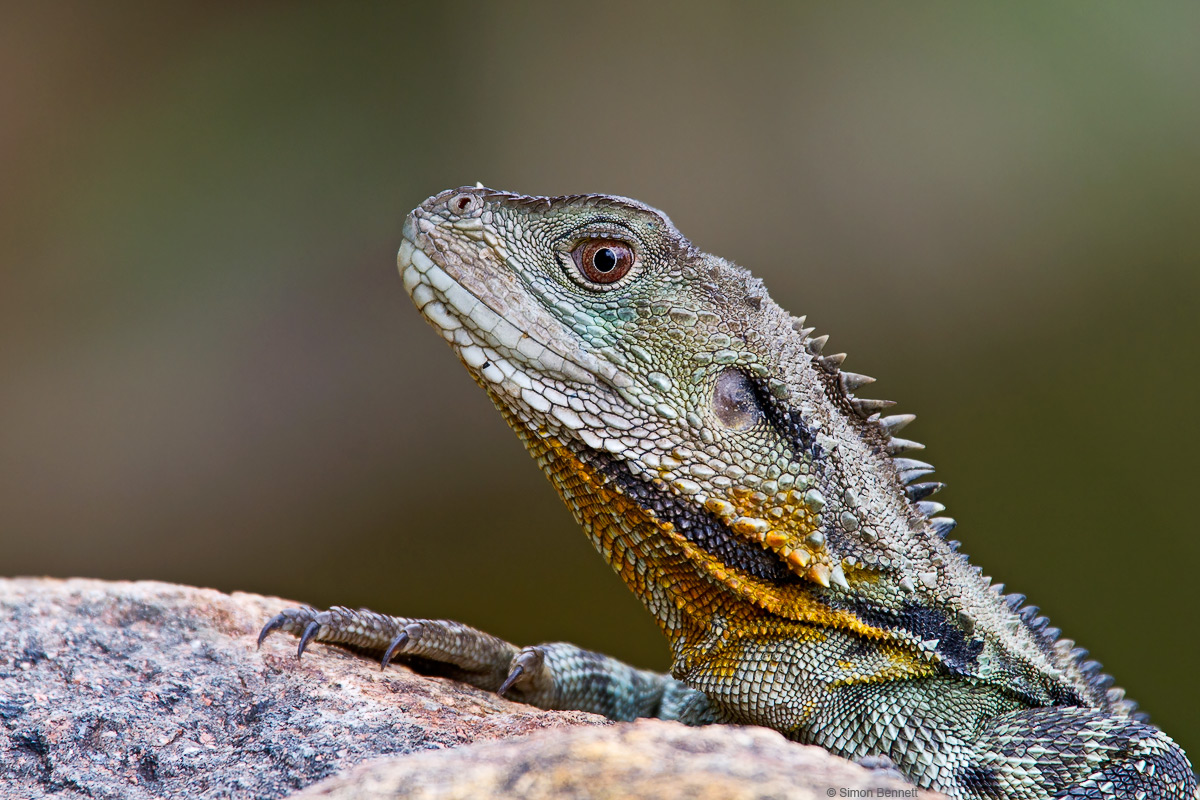 Eastern Water Dragon